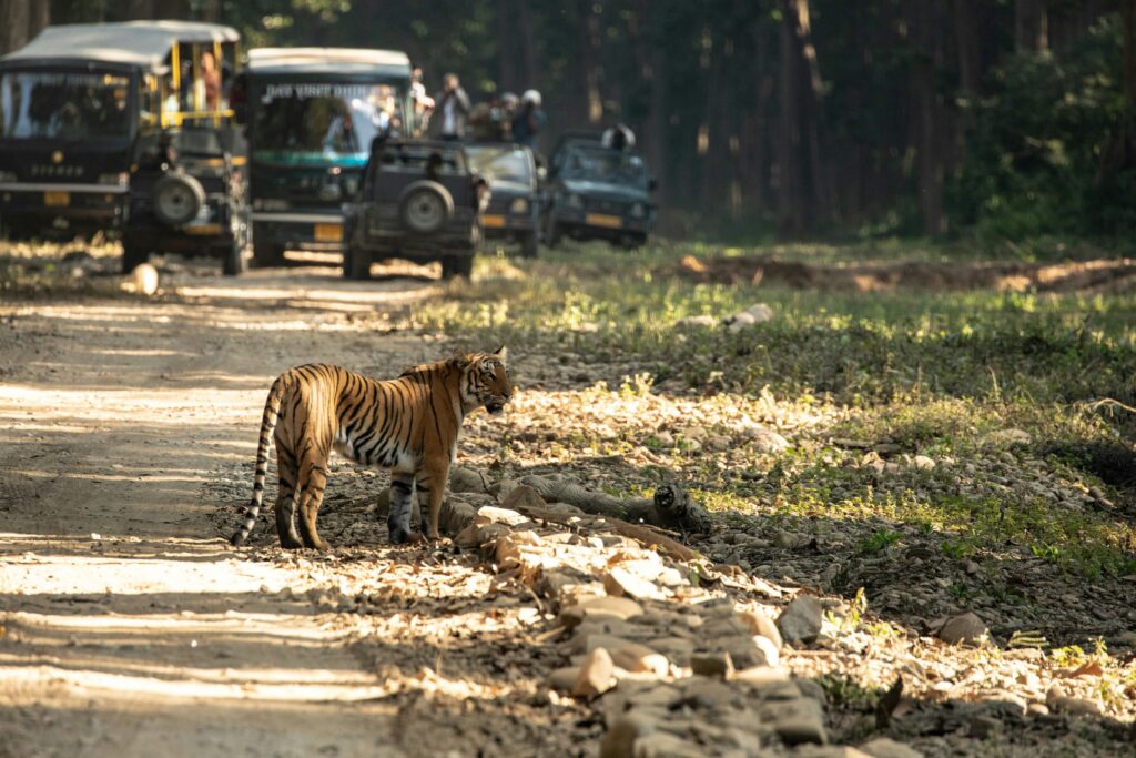 Jim Corbett Image