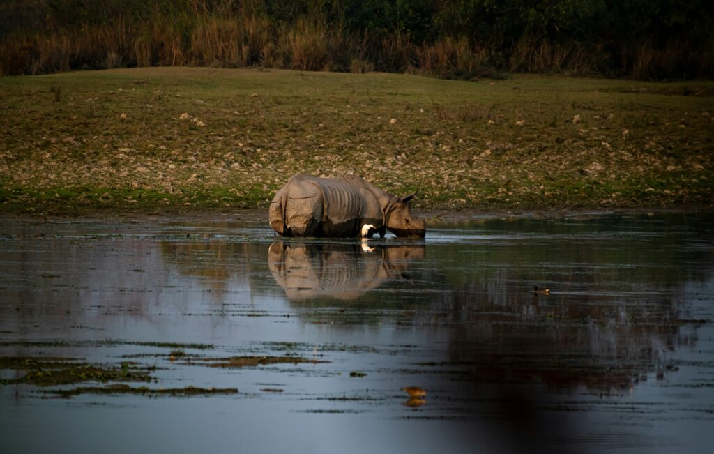 kaziranga-park