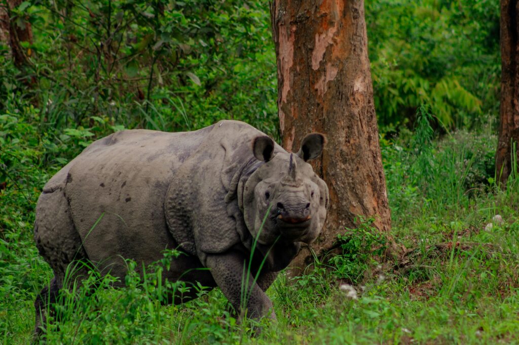 kaziranga-rino